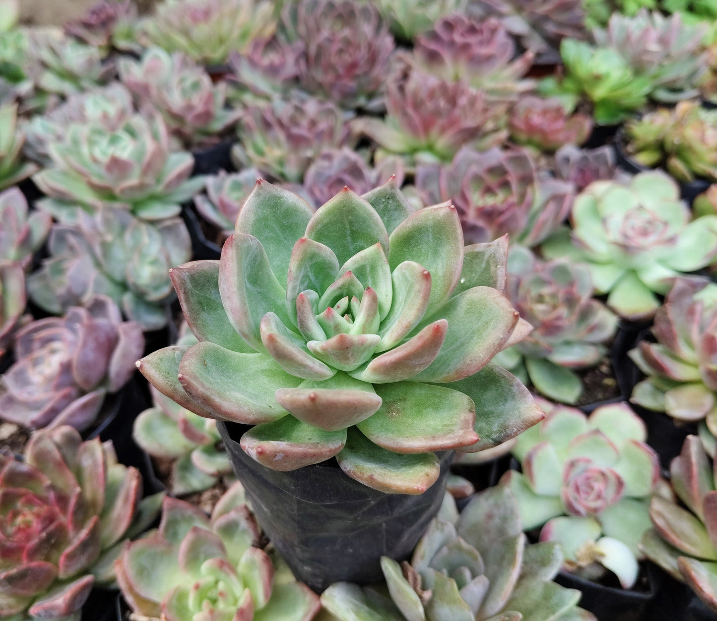 Echeveria ‘Avocado Cream’ – Elegant Succulent Plant | Symbol of Calm, Balance & Growth