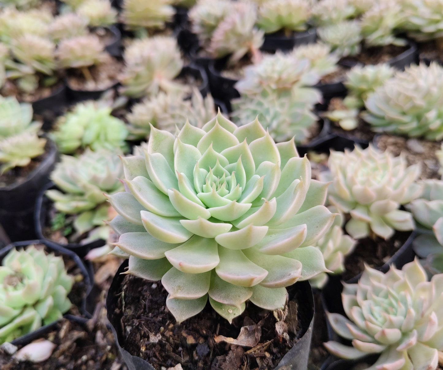 Echeveria Elegans (Mexican Snowball) – Succulent Plant | Symbol of Positivity, Luck & Growth