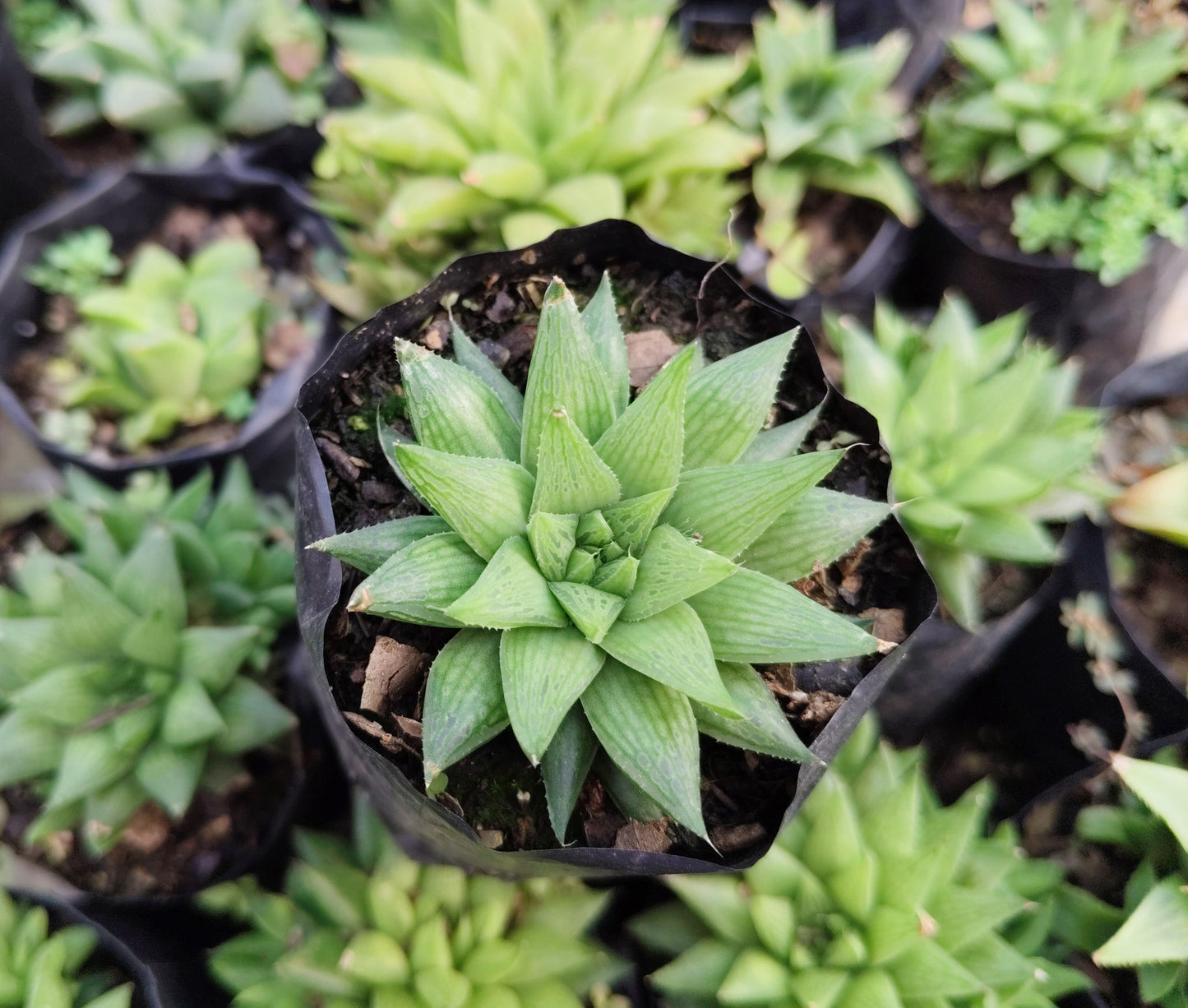 Haworthia Mucronata – Compact Succulent Plant | Symbol of Resilience, Luck & Positivity Plant