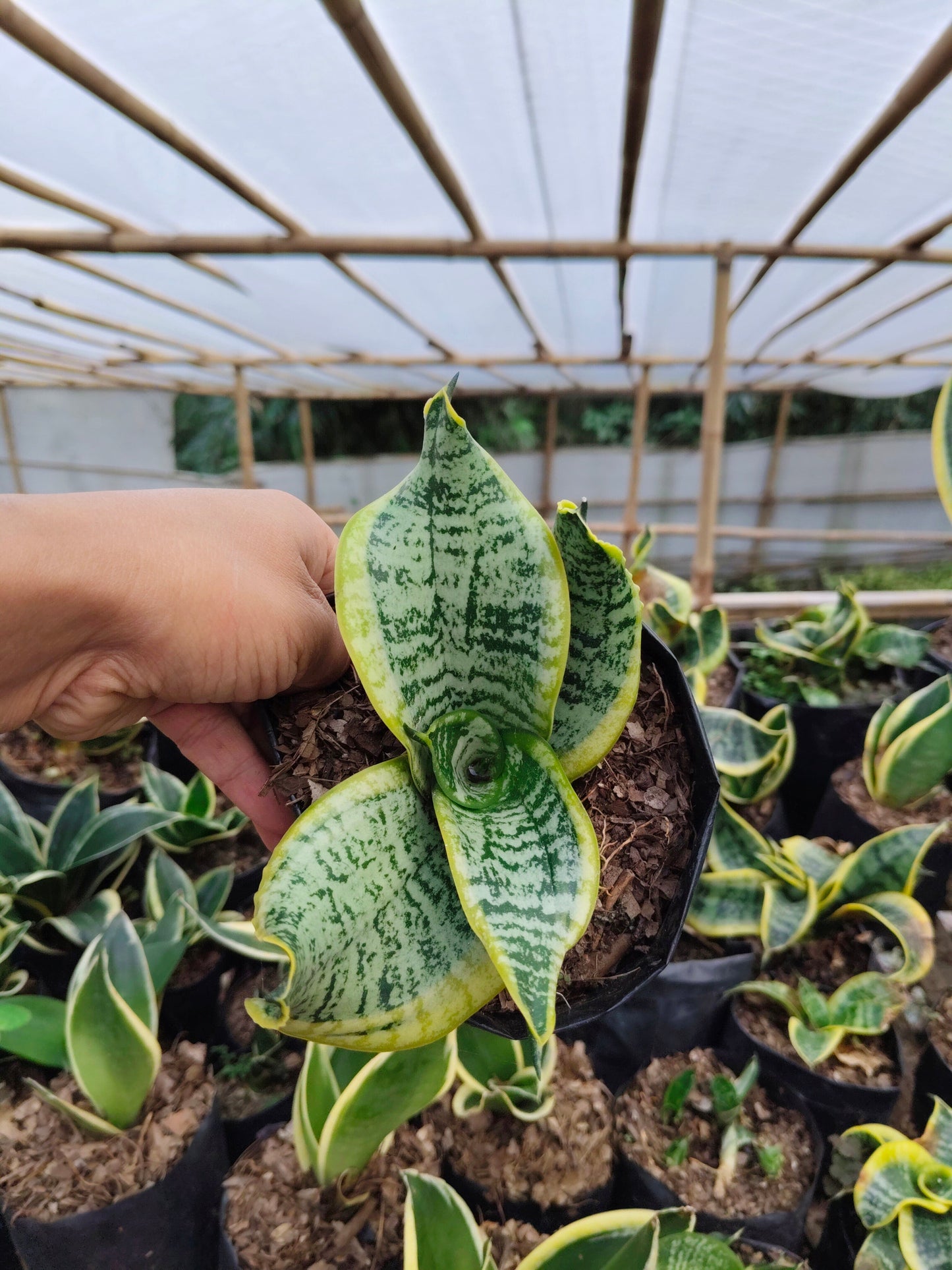 Sansevieria Twister (Tsunami Snake Plant) – Air Purifying Indoor Plant