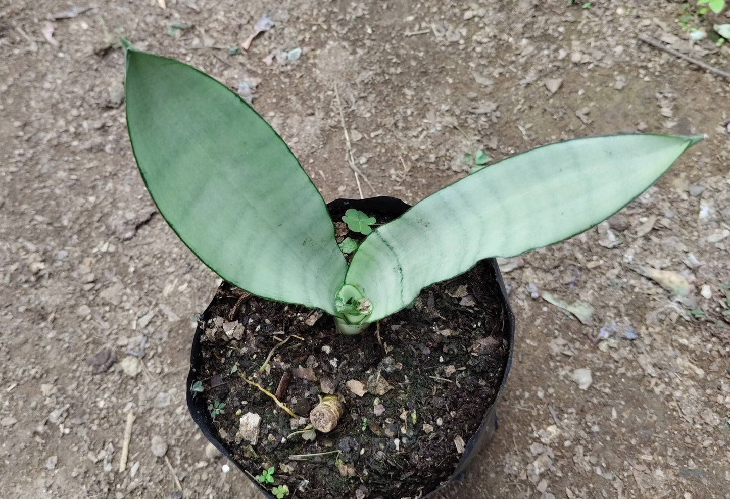 Sansevieria Trifasciata ‘Moonshine’ – Silver Snake Plant | Best Air Purifying Plant | Home Decor | Gifting Plant