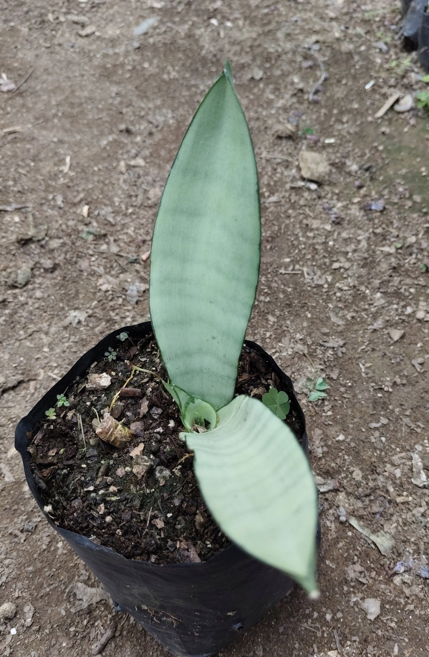 Sansevieria Trifasciata ‘Moonshine’ – Silver Snake Plant | Best Air Purifying Plant | Home Decor | Gifting Plant