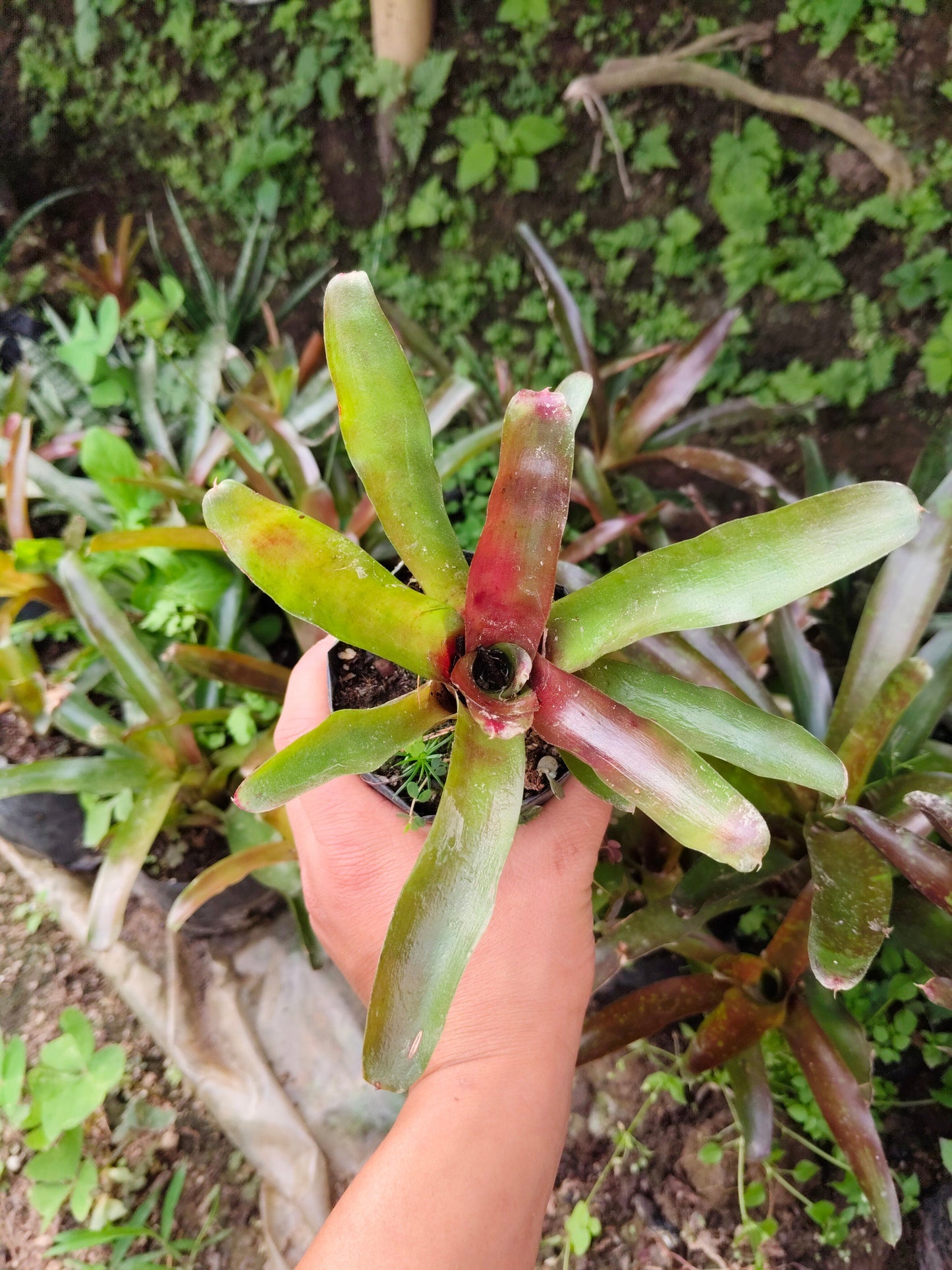 Bromeliad Neoregelia ‘Lyda’s Pride’ – Exotic Indoor Plant | Air Purifying Tropical Beauty