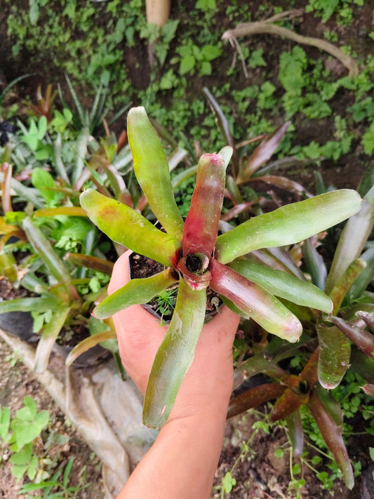 Bromeliad Neoregelia ‘Lyda’s Pride’ – Exotic Indoor Plant | Air Purifying Tropical Beauty