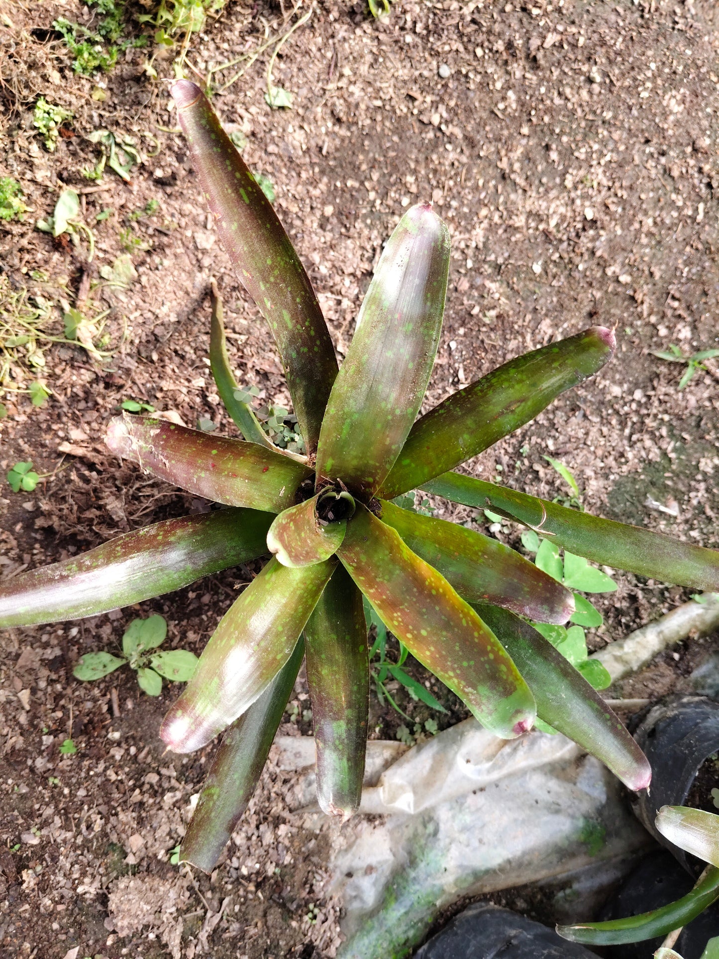 Bromeliad Neoregelia ‘Lyda’s Pride’ – Exotic Indoor Plant | Air Purifying Tropical Beauty