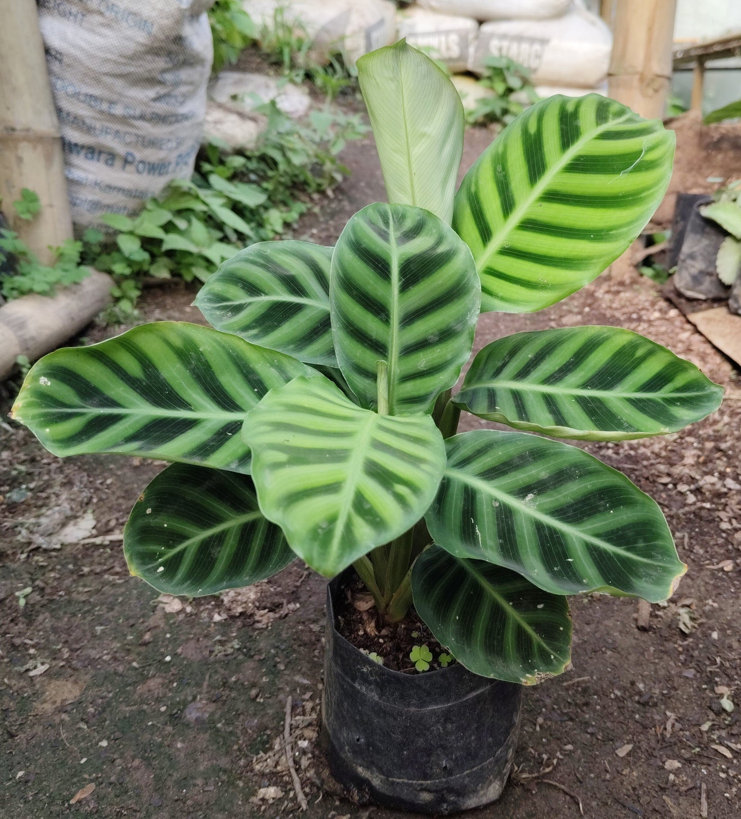 Goeppertia Zebrina (Calathea Zebrina) – Zebra Plant | Low-Light Indoor Plant for Home & Office