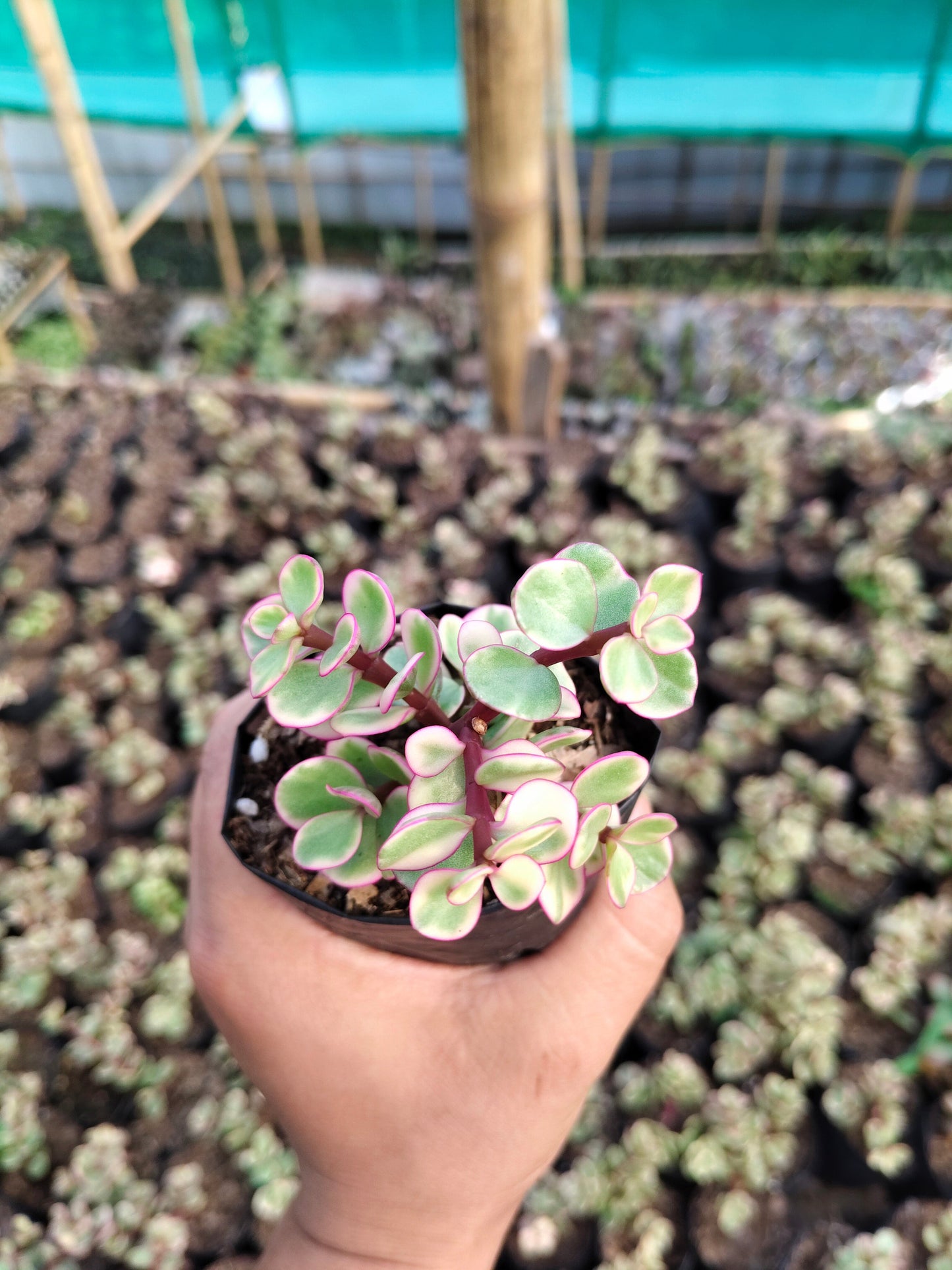 Good Luck Mini Jade Plant (Portulacaria Afra Variegated) – Symbol of Prosperity & Positive Energy | Low Maintenance Indoor Plant