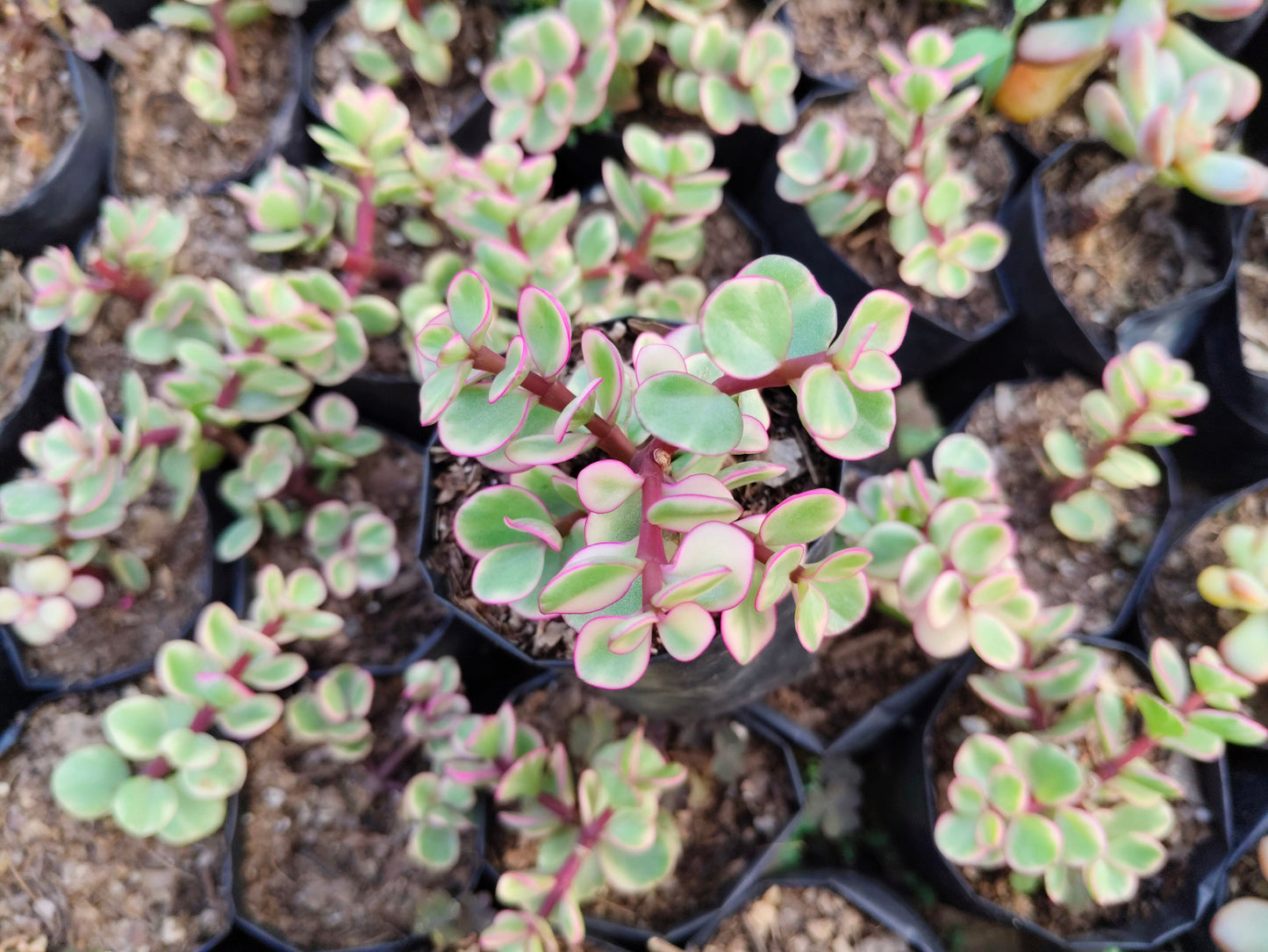 Good Luck Mini Jade Plant (Portulacaria Afra Variegated) – Symbol of Prosperity & Positive Energy | Low Maintenance Indoor Plant