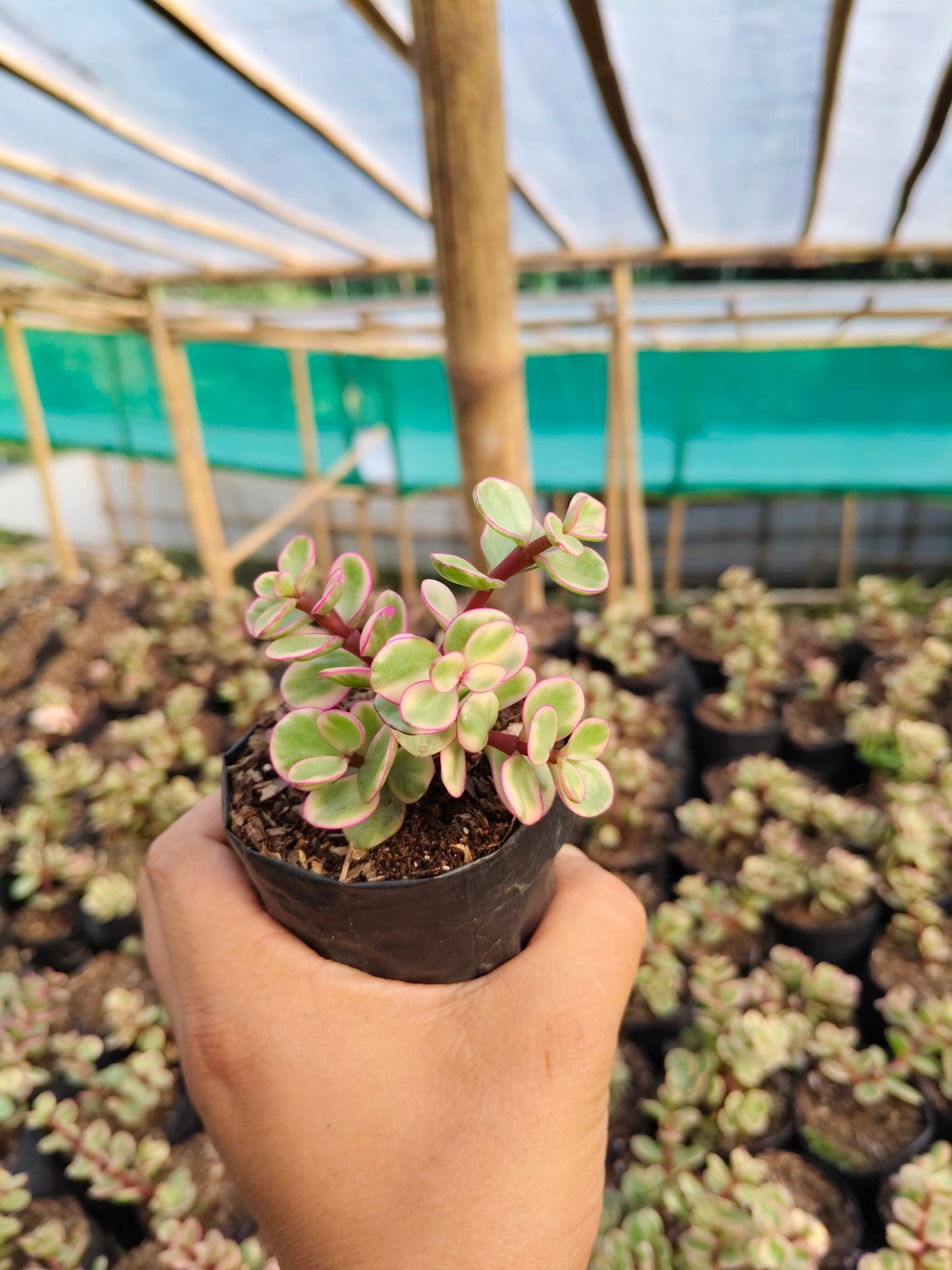 Good Luck Mini Jade Plant (Portulacaria Afra Variegated) – Symbol of Prosperity & Positive Energy | Low Maintenance Indoor Plant