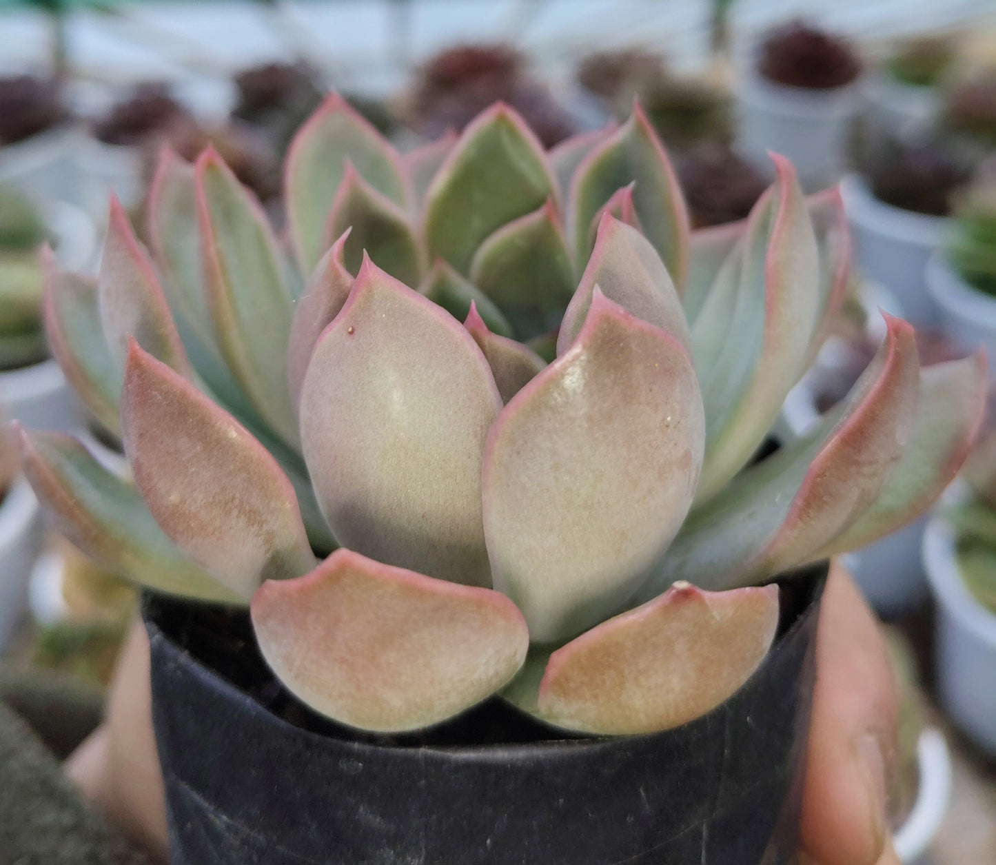 Echeveria 'Pink Harin' Bare-Rooted