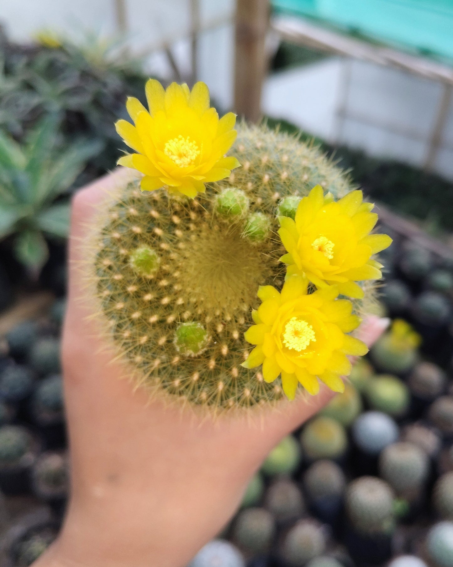 Notocactus Graessneri Cactus (Bare Rooted Live Plant – 3-4 Inches in Diameter)