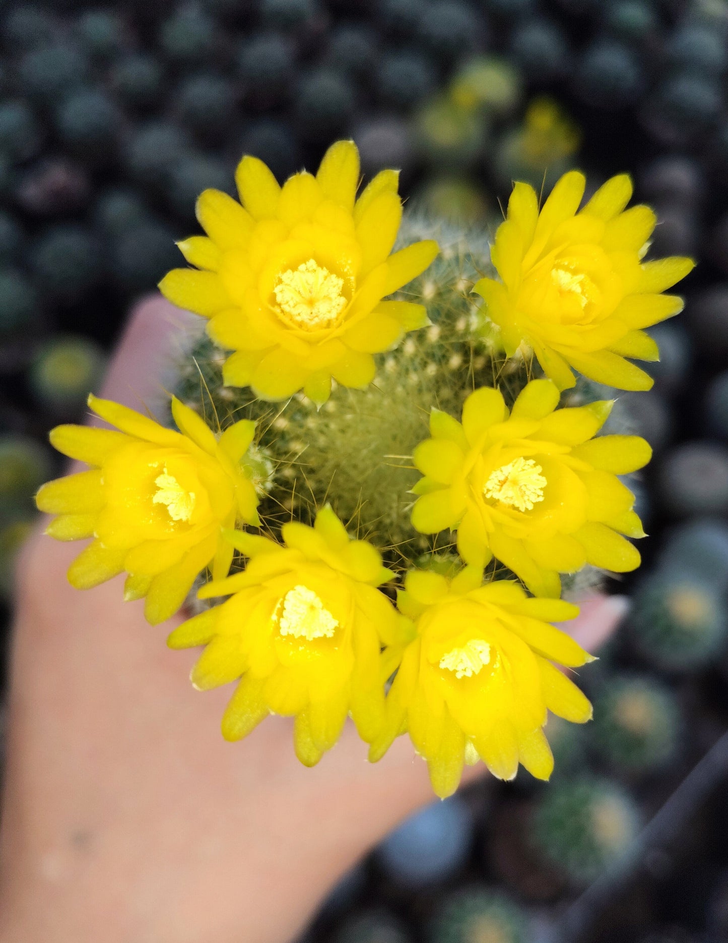 Notocactus Graessneri Cactus (Bare Rooted Live Plant – 3-4 Inches in Diameter)
