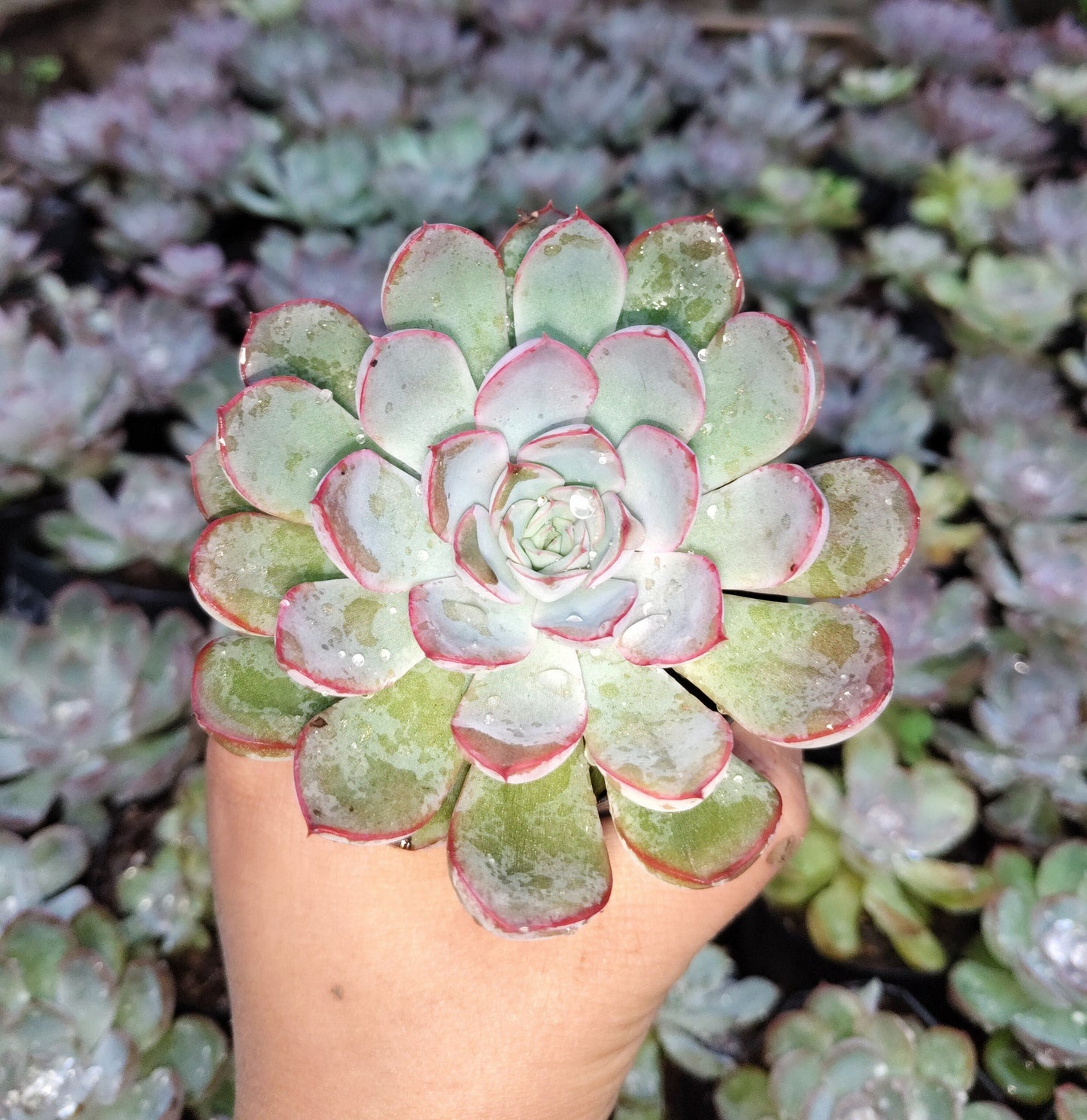 "Echeveria Orient: Beautiful Succulent for Home and Office"- Bare-Rooted