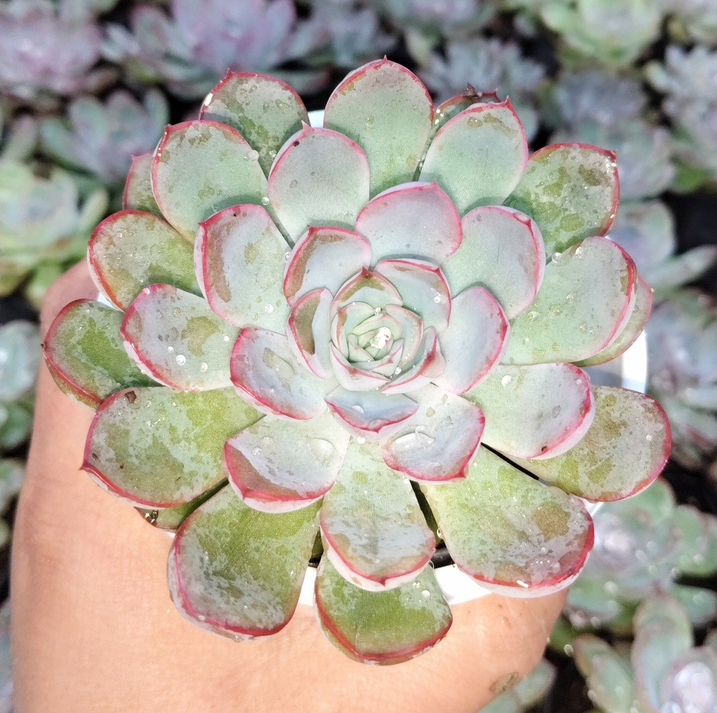 "Echeveria Orient: Beautiful Succulent for Home and Office"- Bare-Rooted