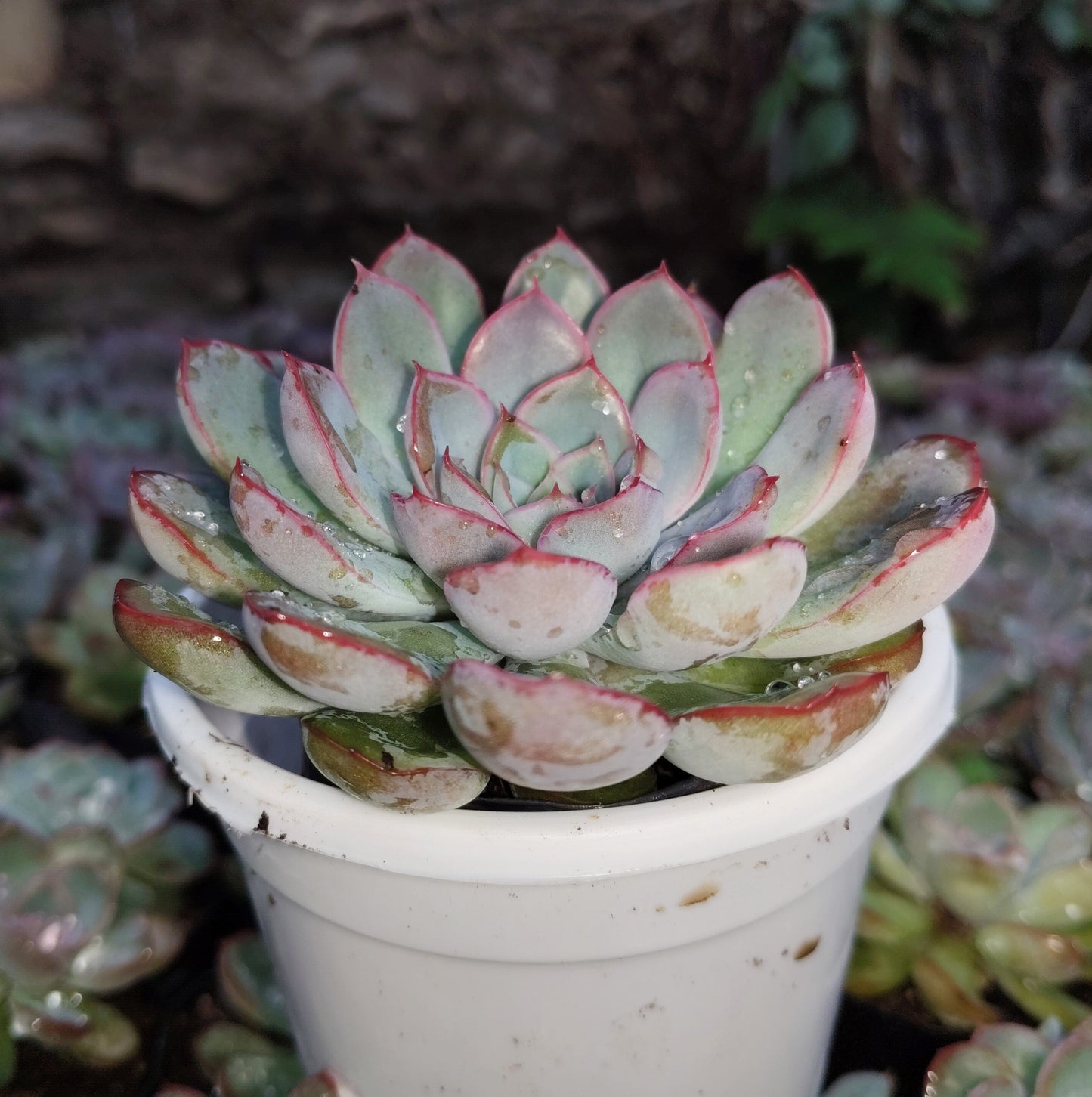 "Echeveria Orient: Beautiful Succulent for Home and Office"- Bare-Rooted