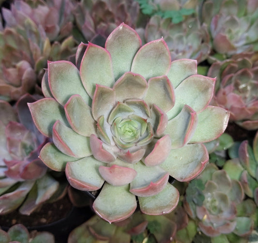 Echeveria 'Pink Harin' Bare-Rooted