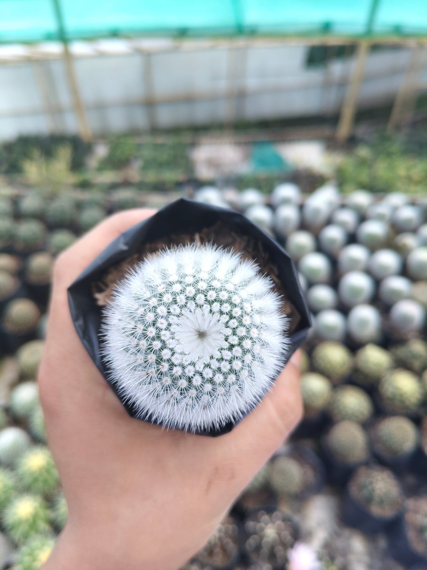 Notocactus Scopa Hybrid (Bare Rooted Live Plant – 2.5 – 3 Inches in Diameter)