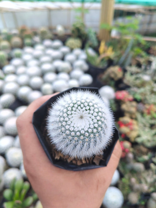 Notocactus Scopa Hybrid (Bare Rooted Live Plant – 2.5 – 3 Inches in Diameter)