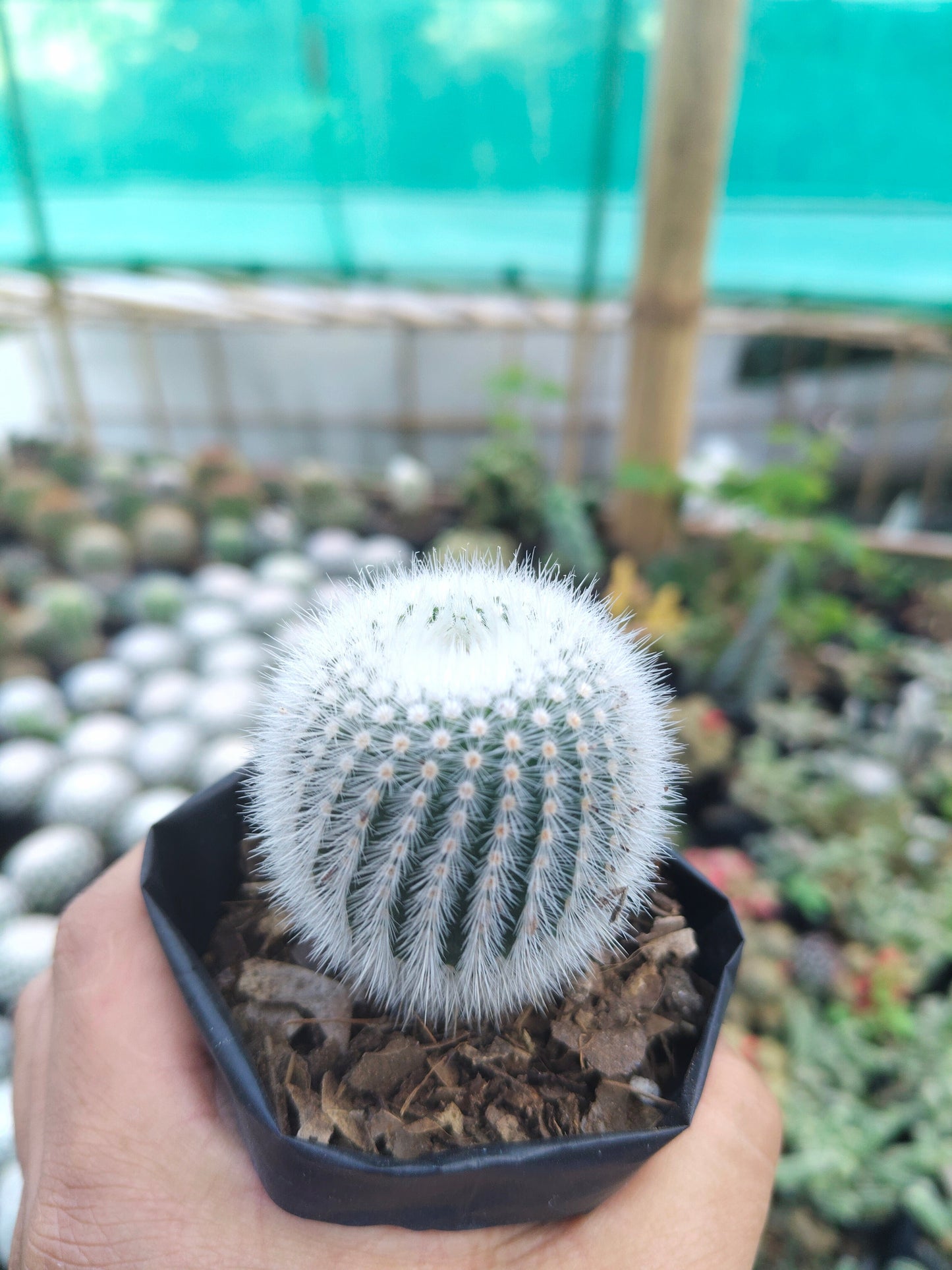 Notocactus Scopa Hybrid (Bare Rooted Live Plant – 2.5 – 3 Inches in Diameter)