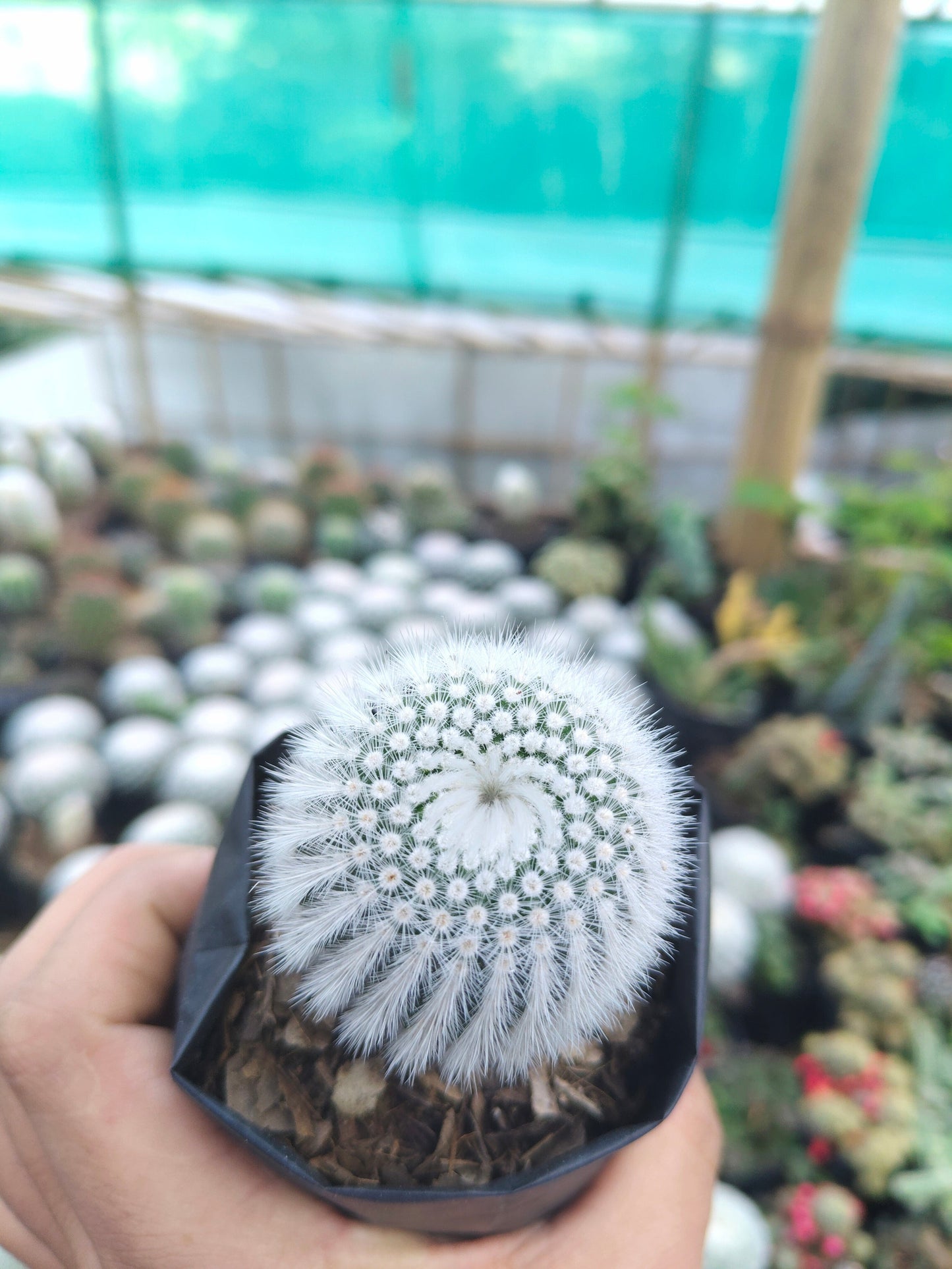 Notocactus Scopa Hybrid (Bare Rooted Live Plant – 2.5 – 3 Inches in Diameter)
