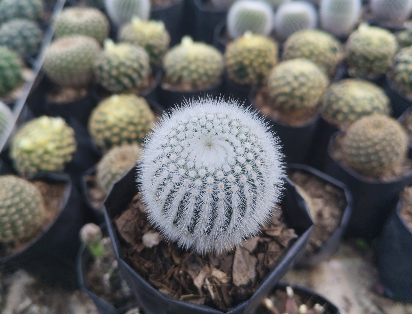 Notocactus Scopa Hybrid (Bare Rooted Live Plant – 2.5 – 3 Inches in Diameter)