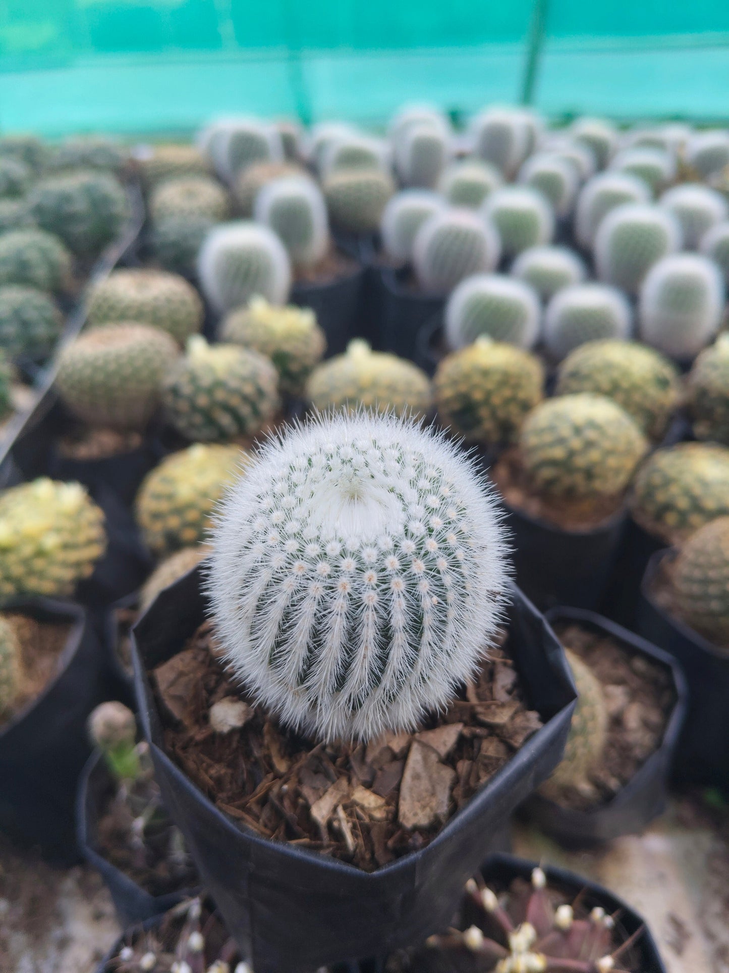 Notocactus Scopa Hybrid (Bare Rooted Live Plant – 2.5 – 3 Inches in Diameter)