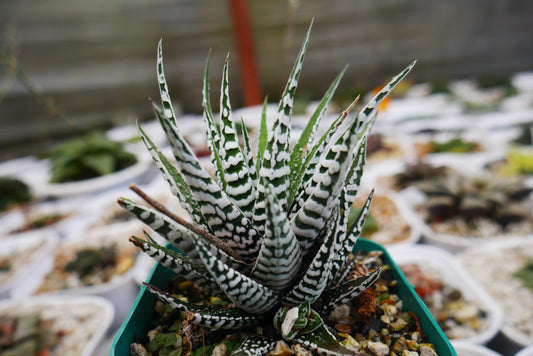 Super White Haworthia Attenuata Zebra – Live Mature Succulent | Rare White Striped Rosette | Low-Maintenance Indoor Plant
