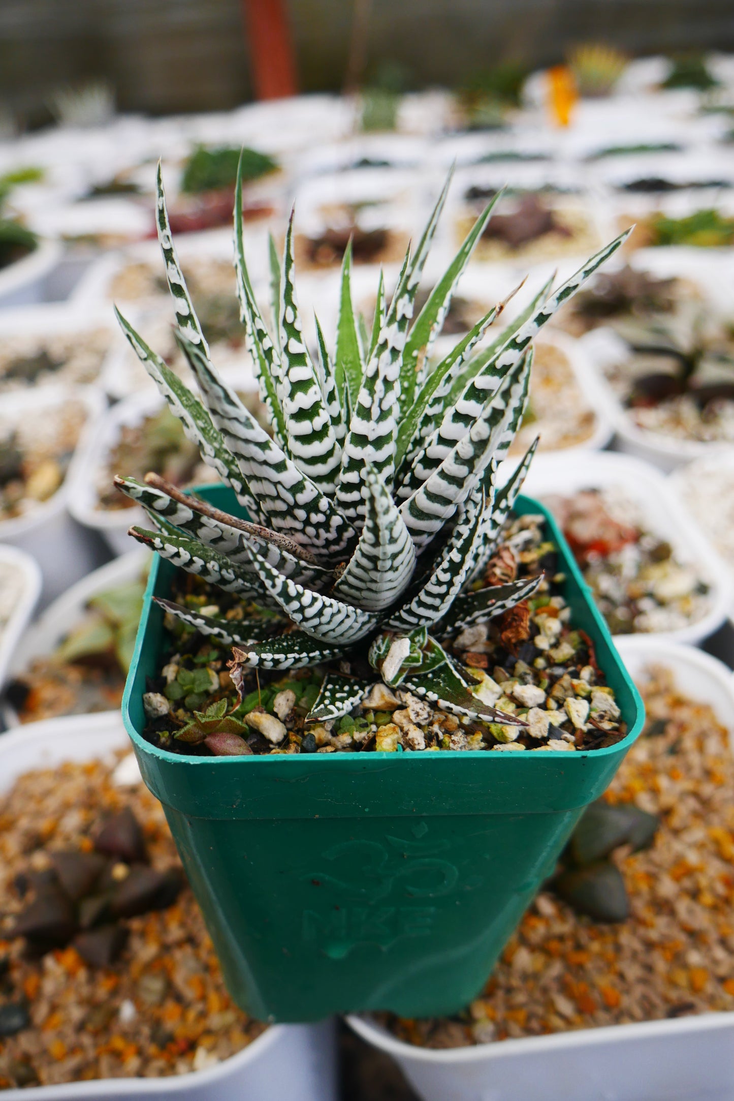 Super White Haworthia Attenuata Zebra – Live Mature Succulent | Rare White Striped Rosette | Low-Maintenance Indoor Plant