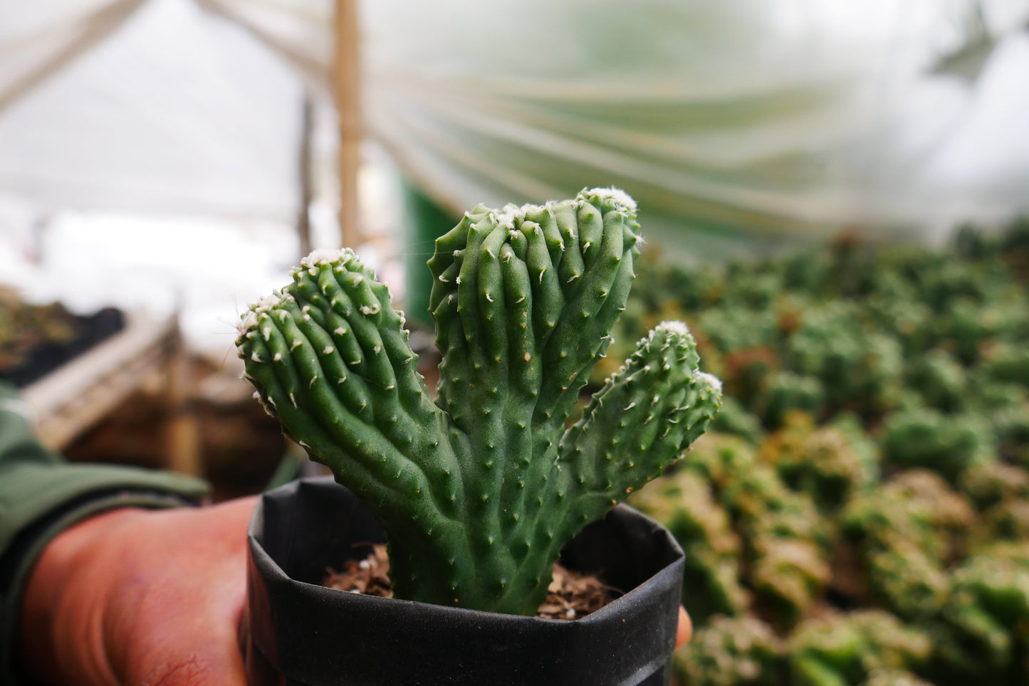 Cereus Forbesii Monstrose (Bare Rooted Live Plant – Well Rooted Mature Plant)