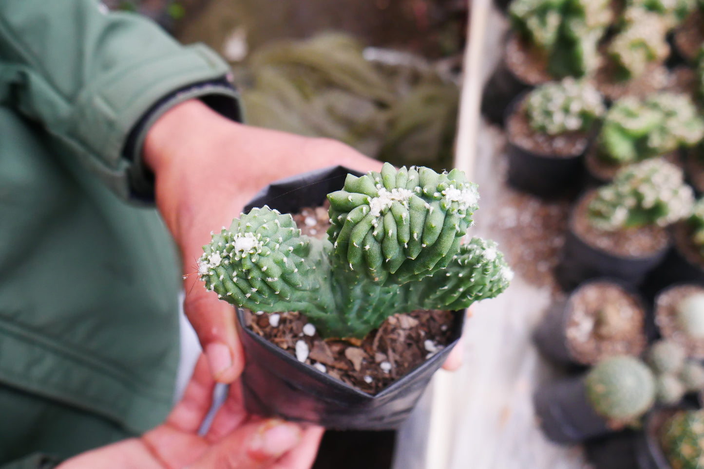 Cereus Forbesii Monstrose (Bare Rooted Live Plant – Well Rooted Mature Plant)