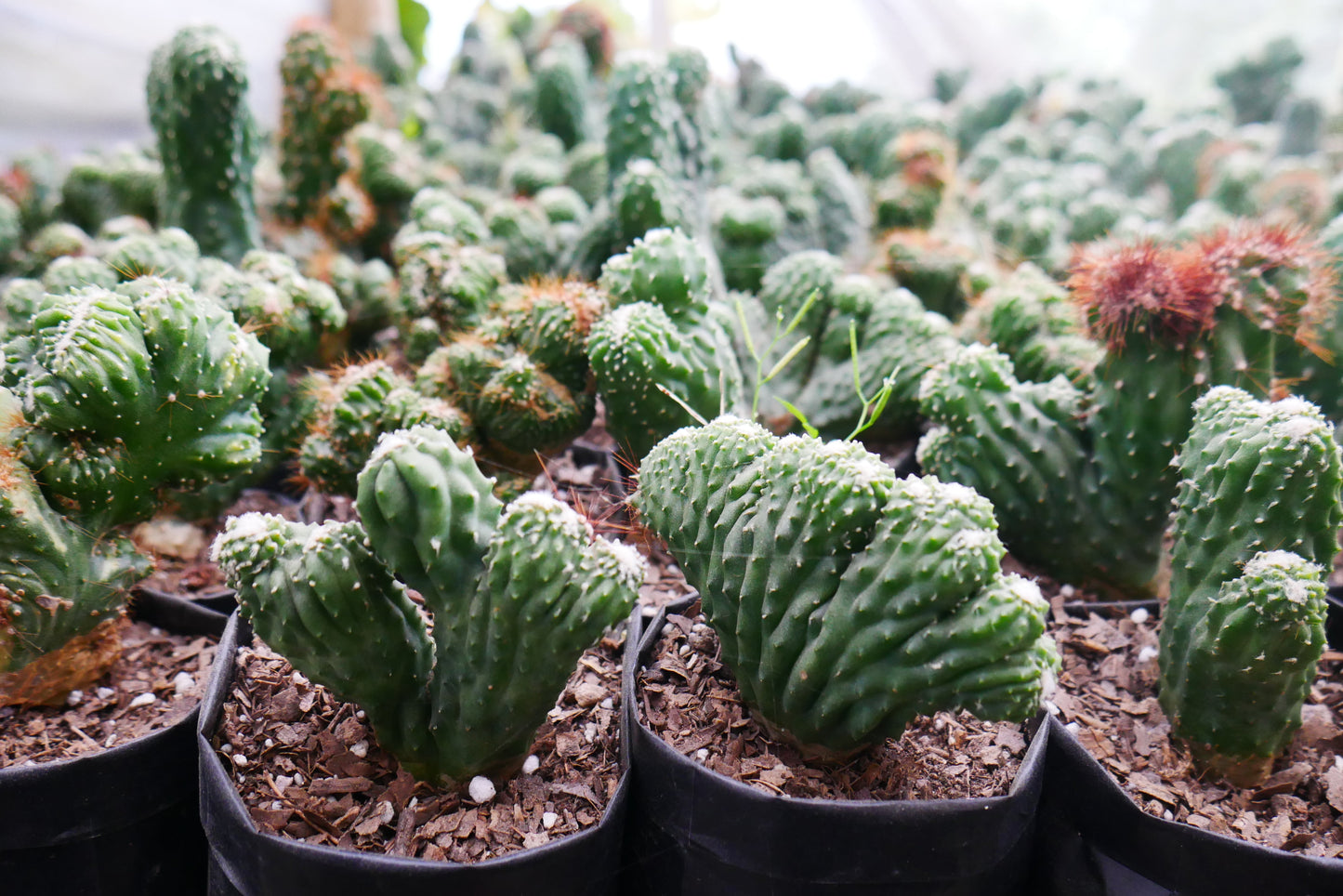 Cereus Forbesii Monstrose (Bare Rooted Live Plant – Well Rooted Mature Plant)