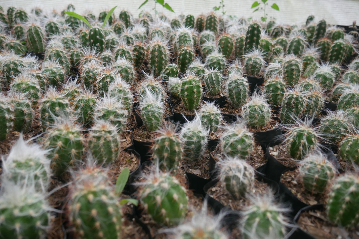 Oreocereus Celsianus (Old Man Cactus – Red Spine, Bare Rooted Live Plant)
