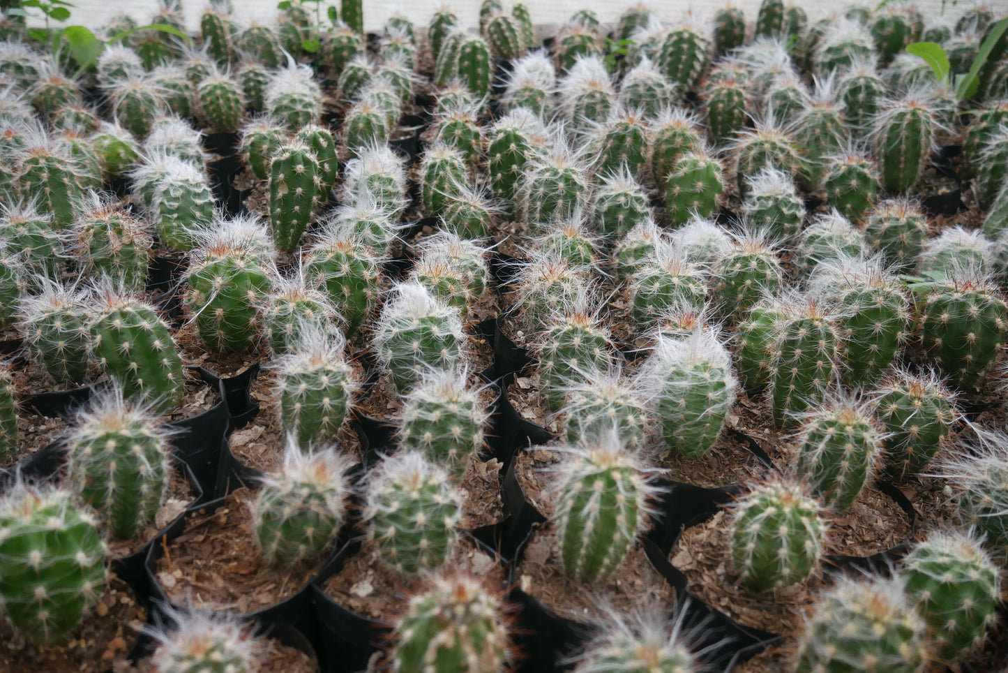 Oreocereus Celsianus (Old Man Cactus – Red Spine, Bare Rooted Live Plant)