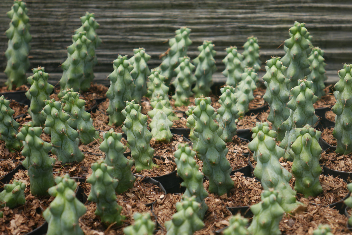 Blue Boob Cactus -(Myrtillocactus Geometrizans)