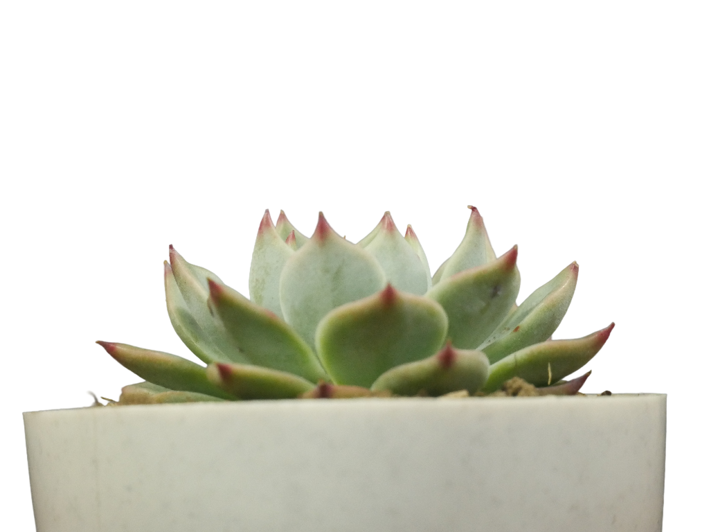 Echeveria Chihuahuaensis (Blue Bird)  Succulent - Tranquil Beauty for Any Space