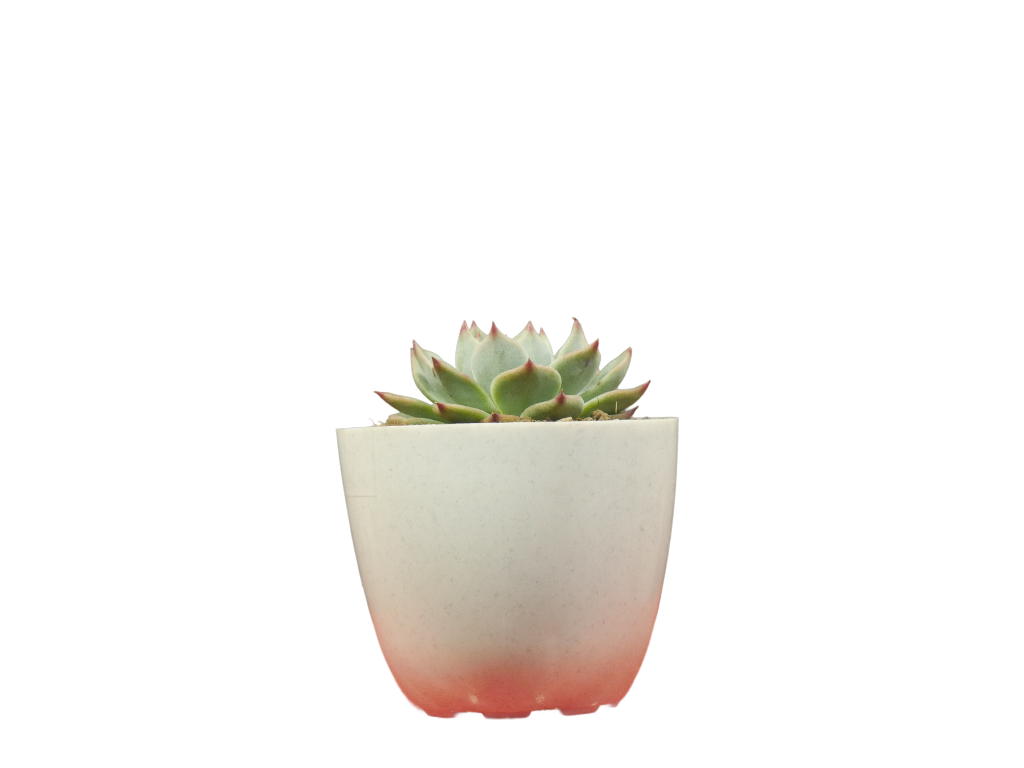 Echeveria Chihuahuaensis (Blue Bird)  Succulent - Tranquil Beauty for Any Space