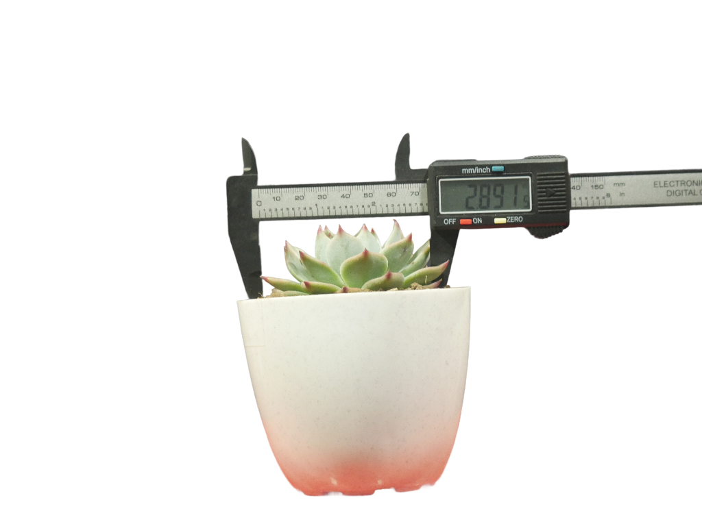 Echeveria Chihuahuaensis (Blue Bird)  Succulent - Tranquil Beauty for Any Space