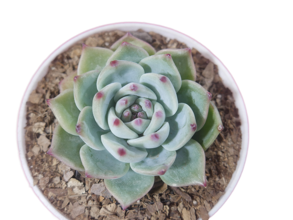 Echeveria Chihuahuaensis (Blue Bird)  Succulent - Tranquil Beauty for Any Space