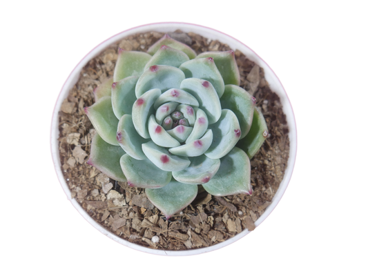 Echeveria Chihuahuaensis (Blue Bird)  Succulent - Tranquil Beauty for Any Space