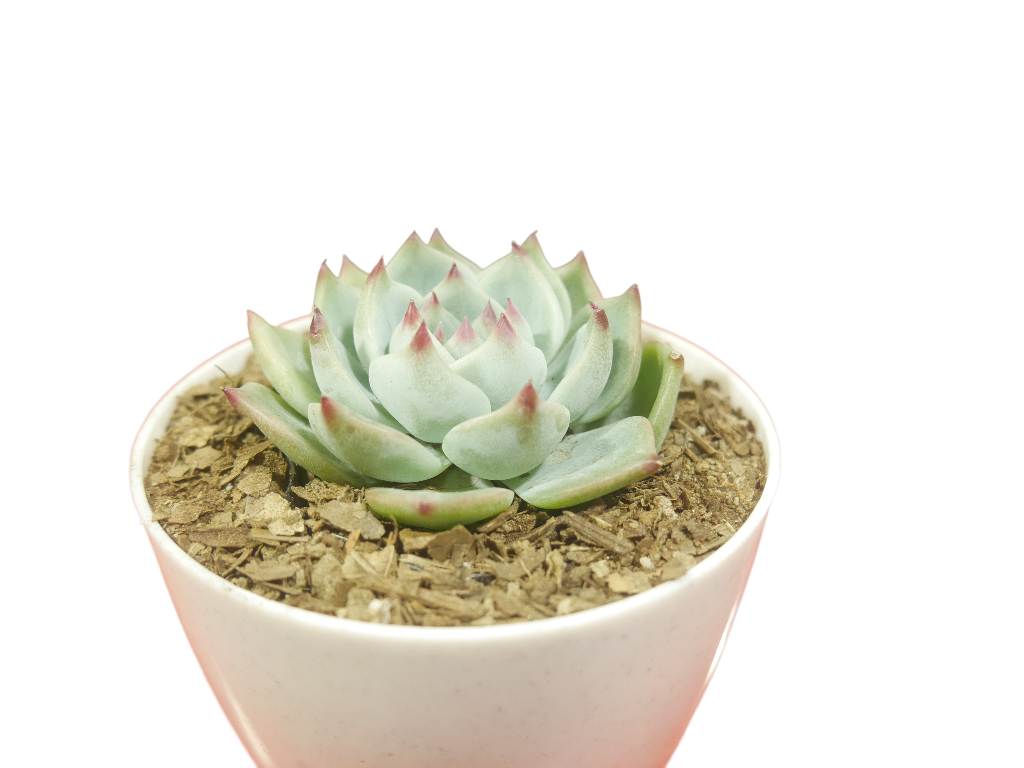 Echeveria Chihuahuaensis (Blue Bird)  Succulent - Tranquil Beauty for Any Space