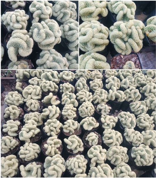 Mammillaria Elongata 'Cristata' (Brain Cactus) - Unique and Low-Maintenance Plant for Homes, Offices, and Gardens