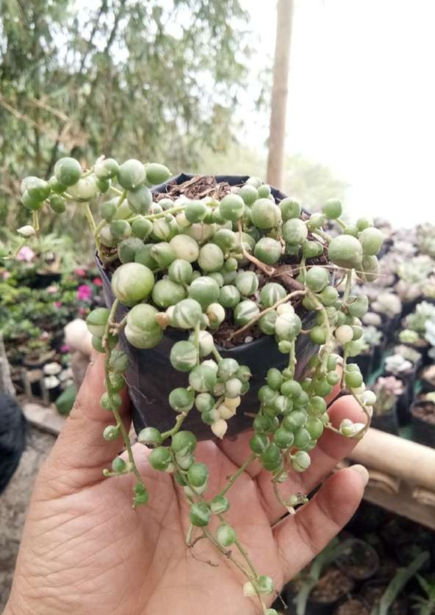 String of Pearls Variegated (Curio rowleyanus variegatus) – Elegant Trailing Succulent for Home, Office & Garden Décor