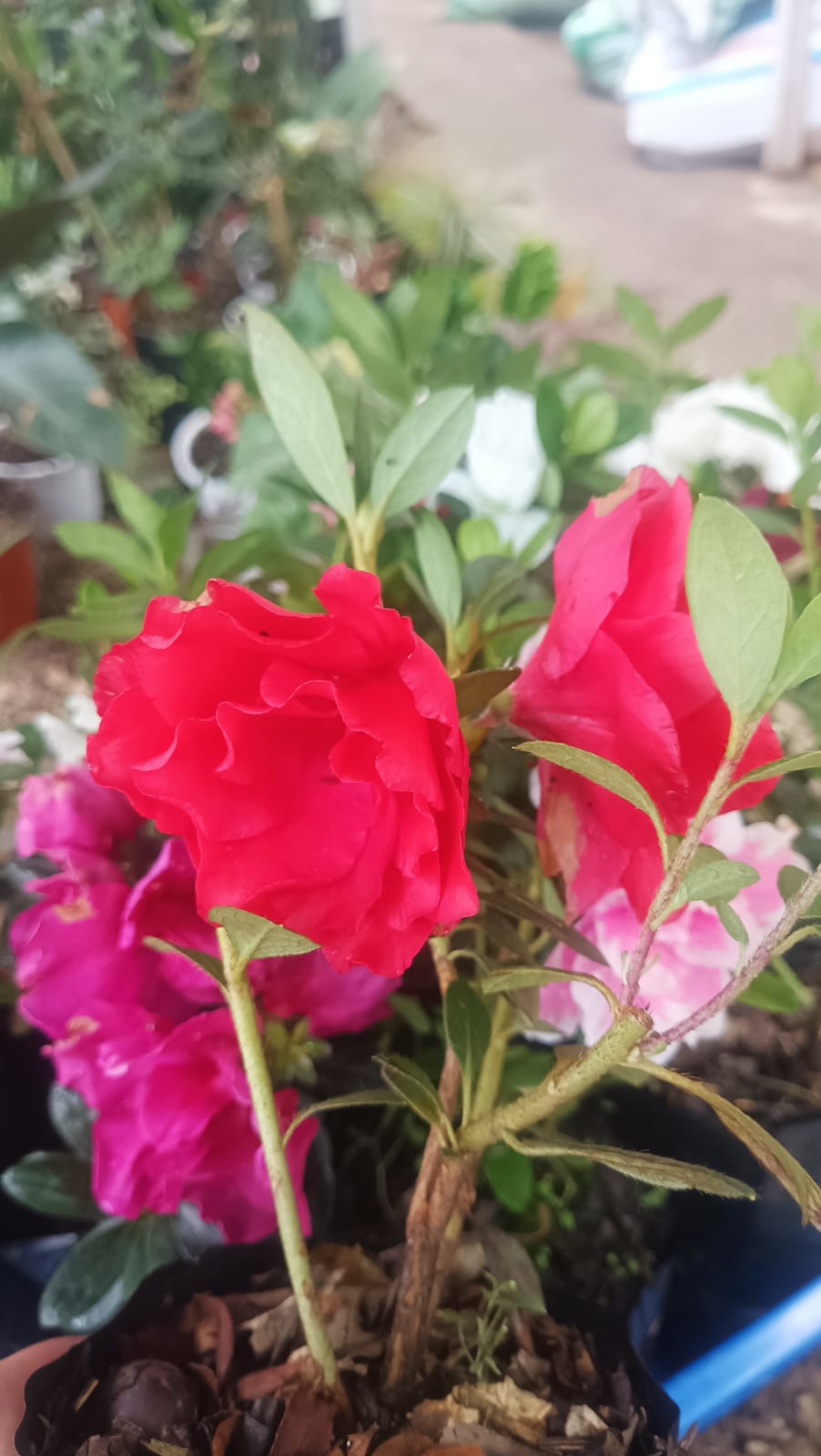 Azalea Autumn Sunset Hybrid