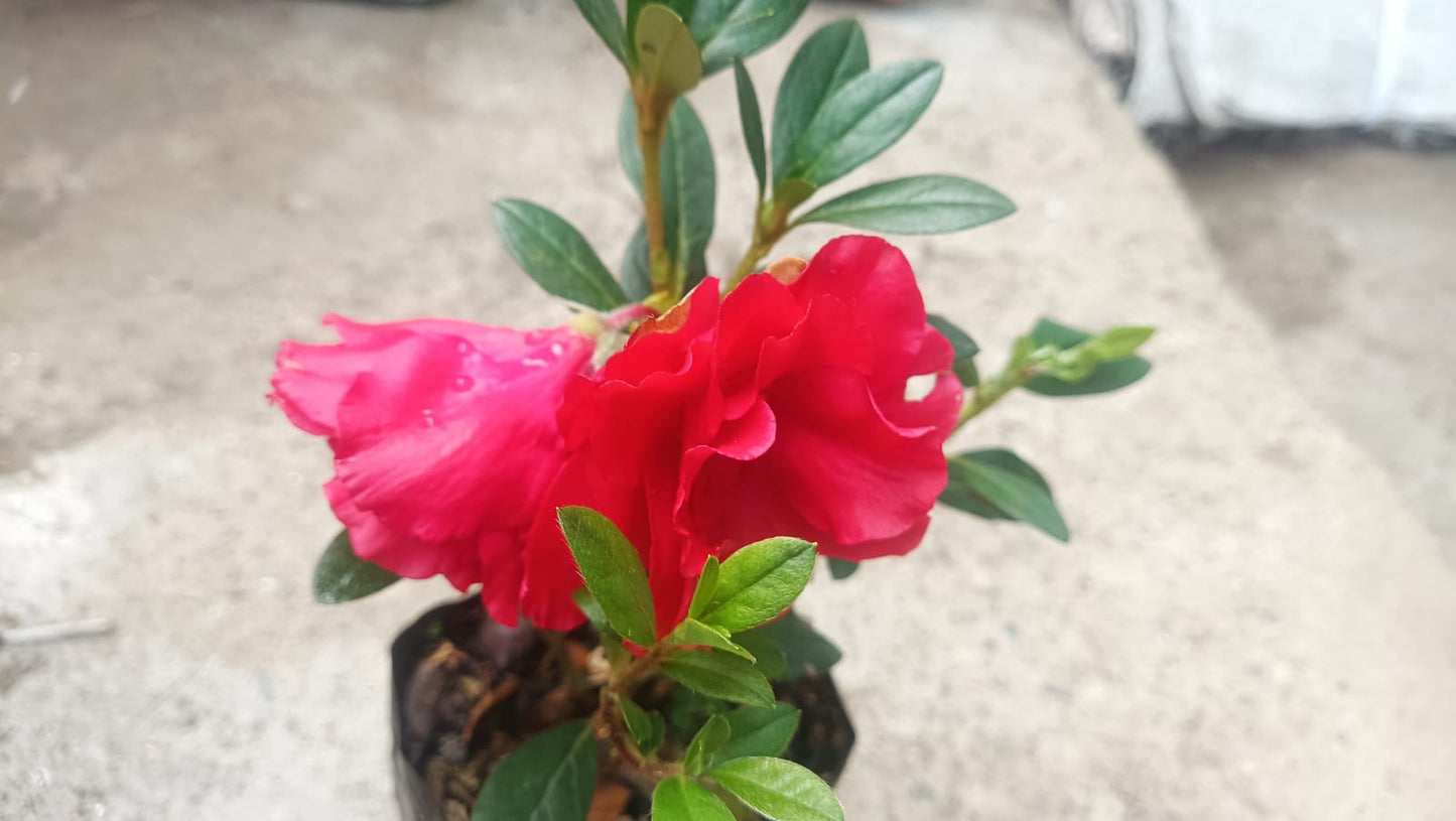 Azalea Autumn Sunset Hybrid