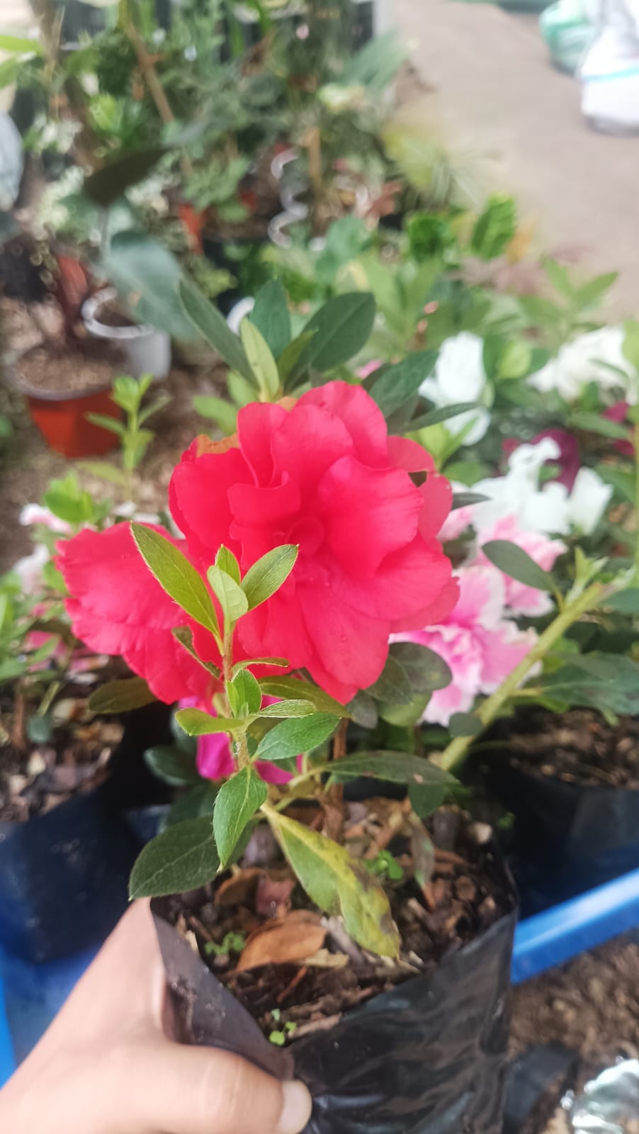 Azalea Autumn Sunset Hybrid