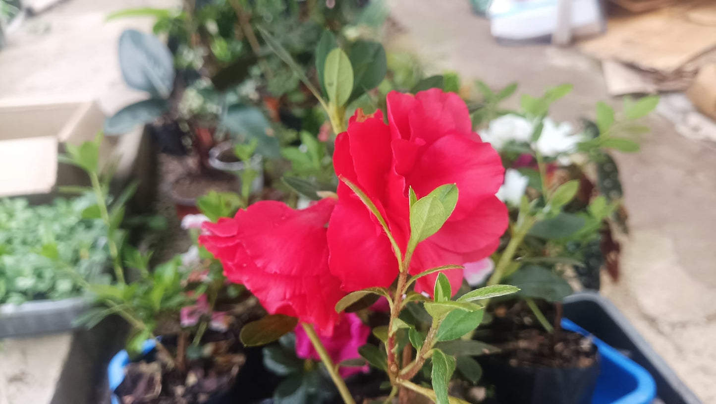 Azalea Autumn Sunset Hybrid