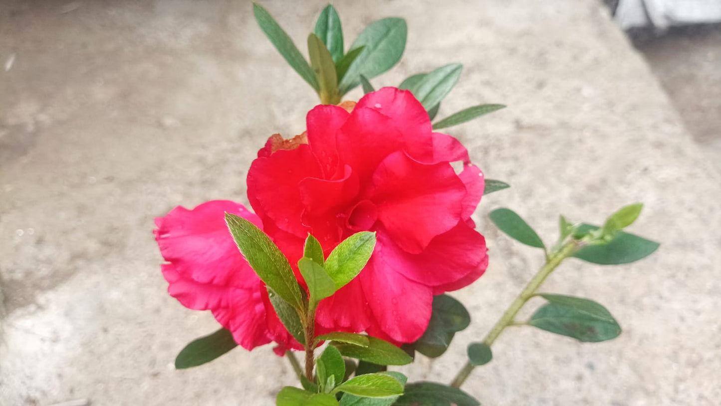 Azalea Autumn Sunset Hybrid