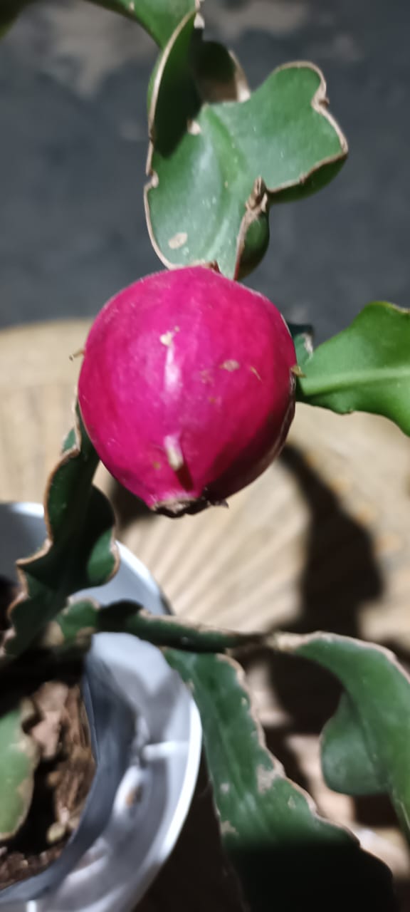 Ornamental Hybrid Dragon Fruit Cactus Live Plant (Non-Edible) – Mature Well-Rooted Decorative Magenta Fruit Cactus for Home & Garden Décor