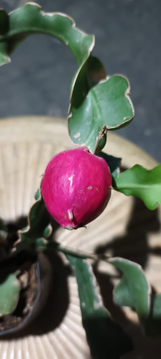 Ornamental Hybrid Dragon Fruit Cactus Live Plant (Non-Edible) – Mature Well-Rooted Decorative Magenta Fruit Cactus for Home & Garden Décor