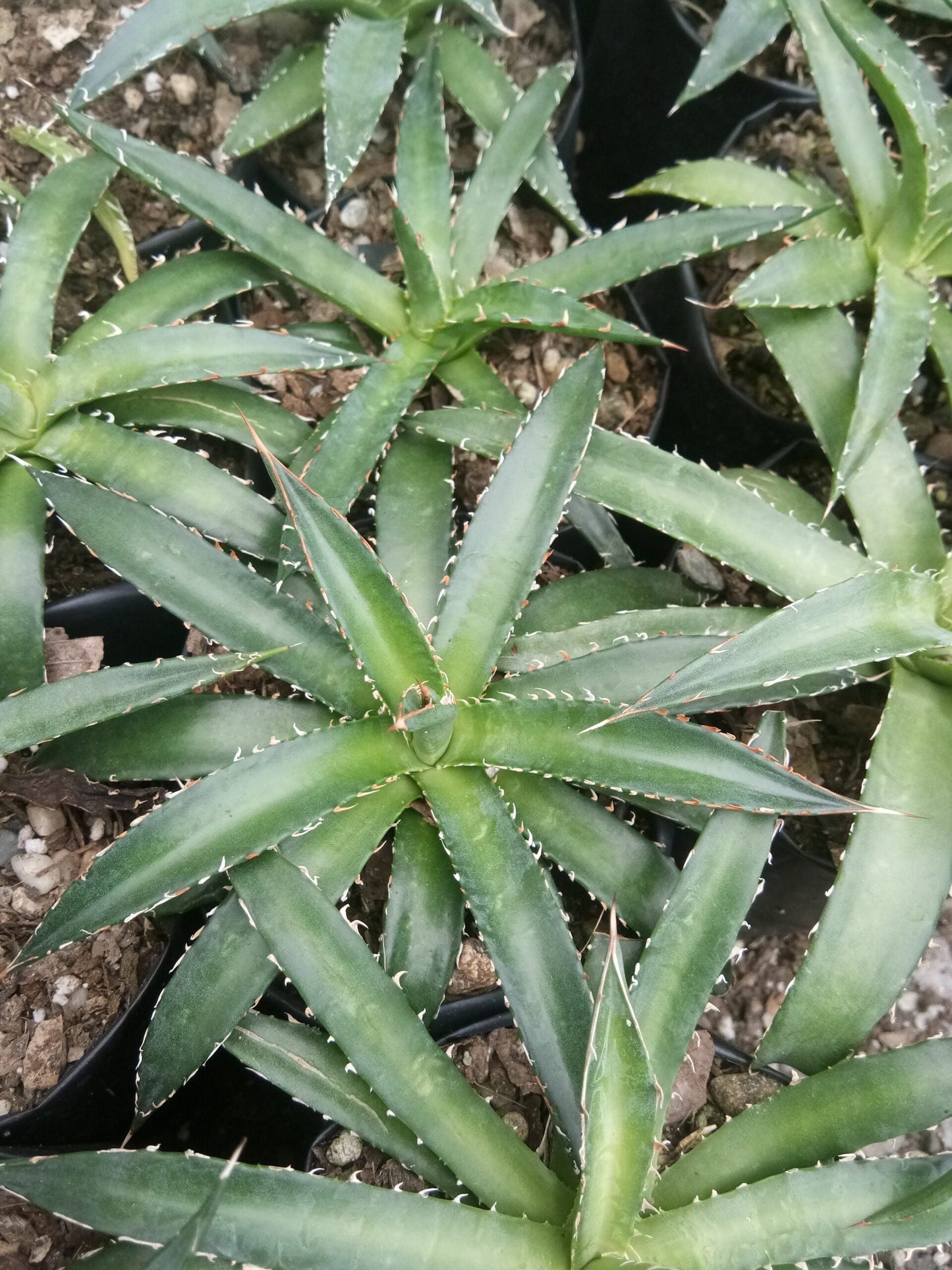 Agave Horrida Perotensis : Available Now at Frek